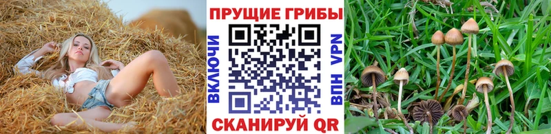 Купить где  Змеиногорск  Галлюциногенные грибы мицелий 